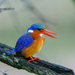 Malachite Kingfisher - Photo (c) Marc Henrion, some rights reserved (CC BY-NC), uploaded by Marc Henrion