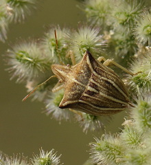 Ancyrosoma leucogrammes