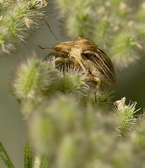 Ancyrosoma leucogrammes