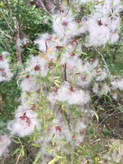 Clematis microphylla