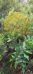 Notobubon galbanum