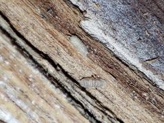 Haplophthalmus danicus