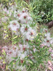 Clematis microphylla