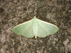 Parotis impia