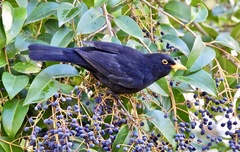 Turdus merula
