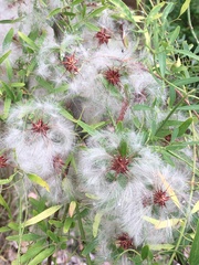Clematis microphylla