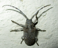 Crossotus stypticus