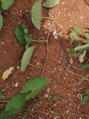 Ipomoea sinensis