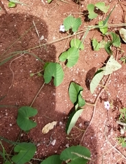 Ipomoea sinensis