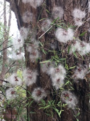 Clematis microphylla