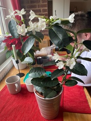 Stephanotis floribunda