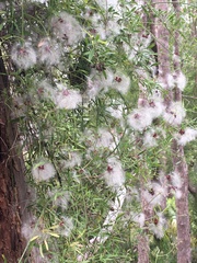 Clematis microphylla
