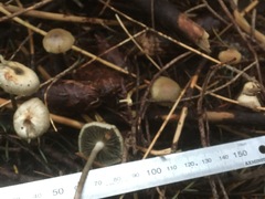 Psilocybe serbica