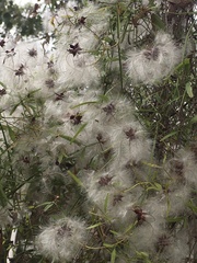 Clematis microphylla