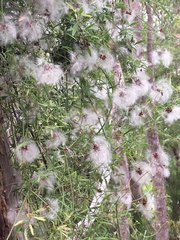 Clematis microphylla