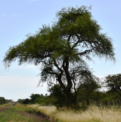 Prosopis nigra