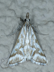 Sedenia rupalis