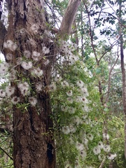 Clematis microphylla