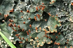 Lichinaceae