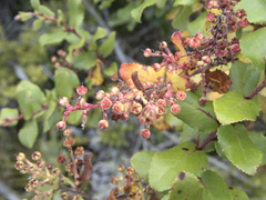 Gaultheria antipoda
