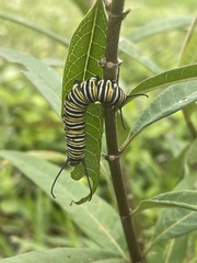 Danaus plexippus
