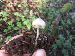 Psilocybe serbica