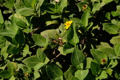 Wedelia calycina