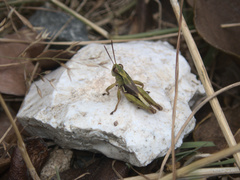 Phaulacridium marginale