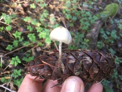 Psilocybe serbica