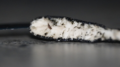 Xylaria longipes