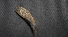 Xylaria longipes
