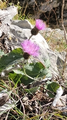 Psephellus declinatus