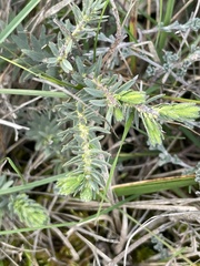 Thymelaea ruizii