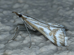 Sedenia rupalis