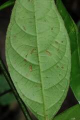 Palicourea glabra
