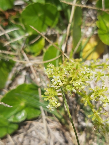 Hydrocotyle image