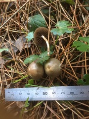 Psilocybe serbica