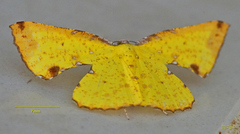 Corymica arnearia