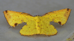 Corymica arnearia
