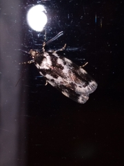 Barea confusella