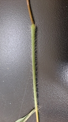 Digitaria setigera