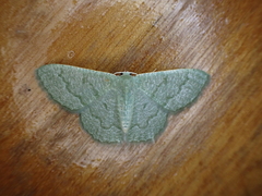 Phaiogramma faustinata