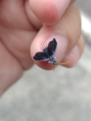 Monophlebidae