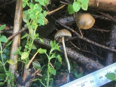 Psilocybe serbica