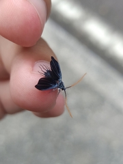 Monophlebidae