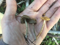 Psilocybe serbica