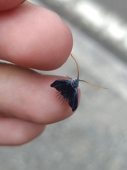 Monophlebidae