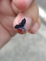 Monophlebidae