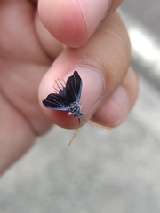 Monophlebidae