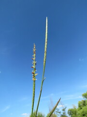 Hemarthria altissima